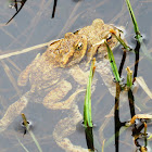 Common toad