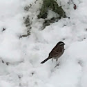 Chipping Sparrow