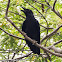 Large-billed Crow