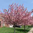 Eastern redbud