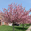 Eastern redbud