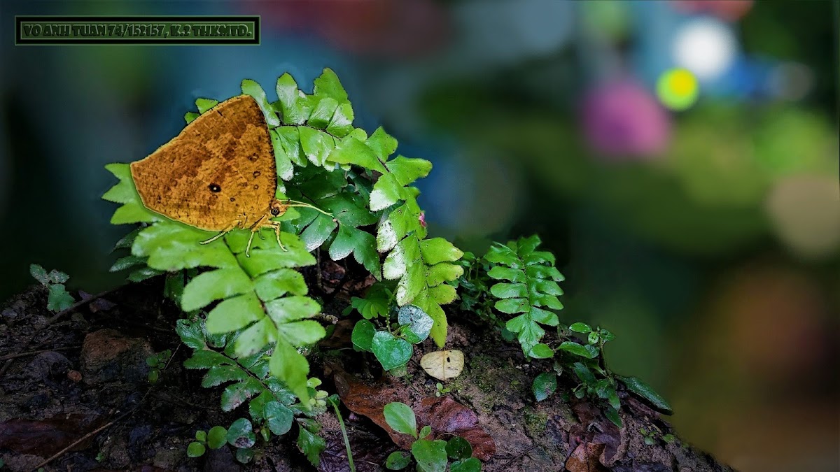 Common Butterfly Moth