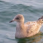 Laughing Gull