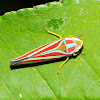 Leafhopper