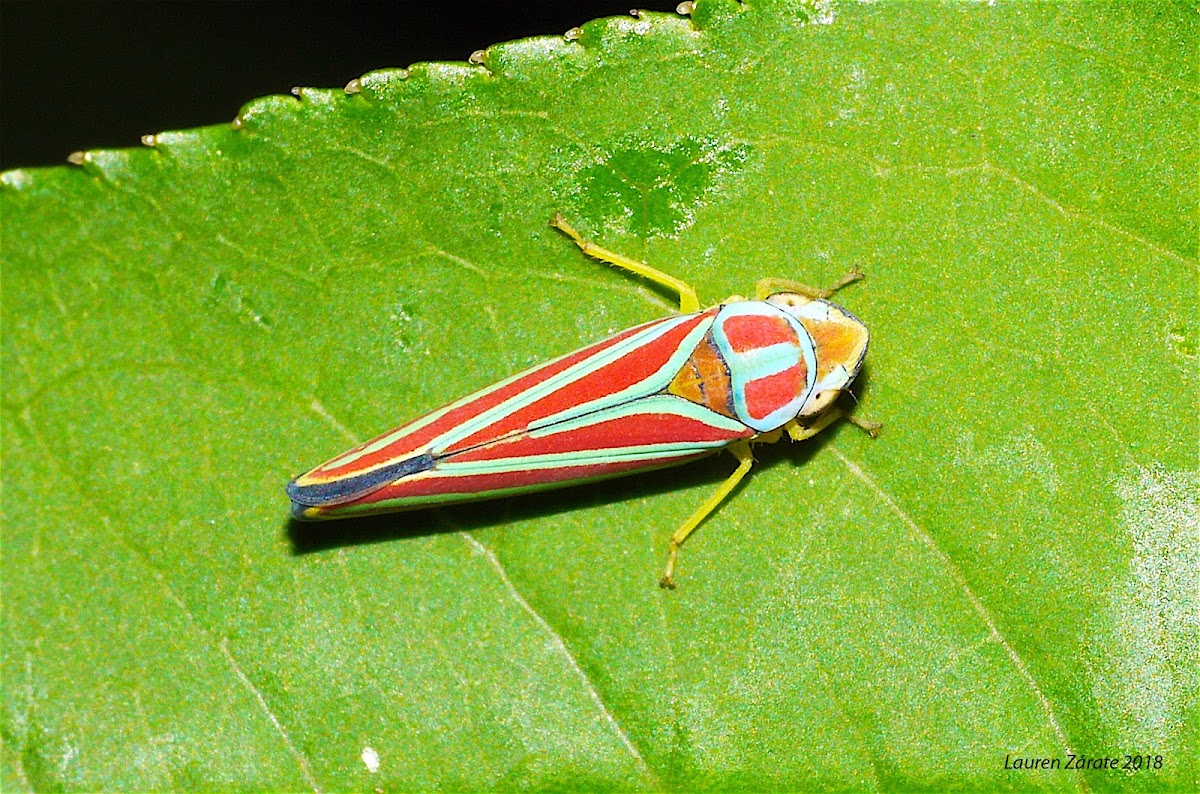 Leafhopper