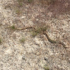 Bullsnake