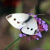 Cabbage White Butterfly (Female)