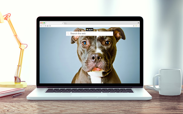 Pit Bulls Wallpapers New Tab Theme