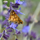 Peck's Skipper