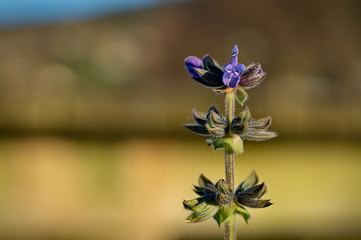 Salvia verbenaca