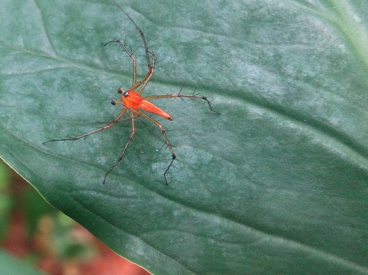 Oxyopes birmanicus-Lynx spider