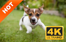 Puppy HD New Tabs Popular Pets Themes small promo image