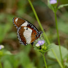 Danaid Eggfly