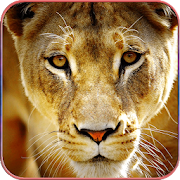 Wild Animal Wallpapers 1.2 Icon