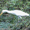 Cattle Egret