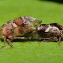 Treehopper Mating Pair