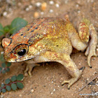 Asian common toad, Asian toad, black-spectacled toad, common Sunda toad and Javanese toad