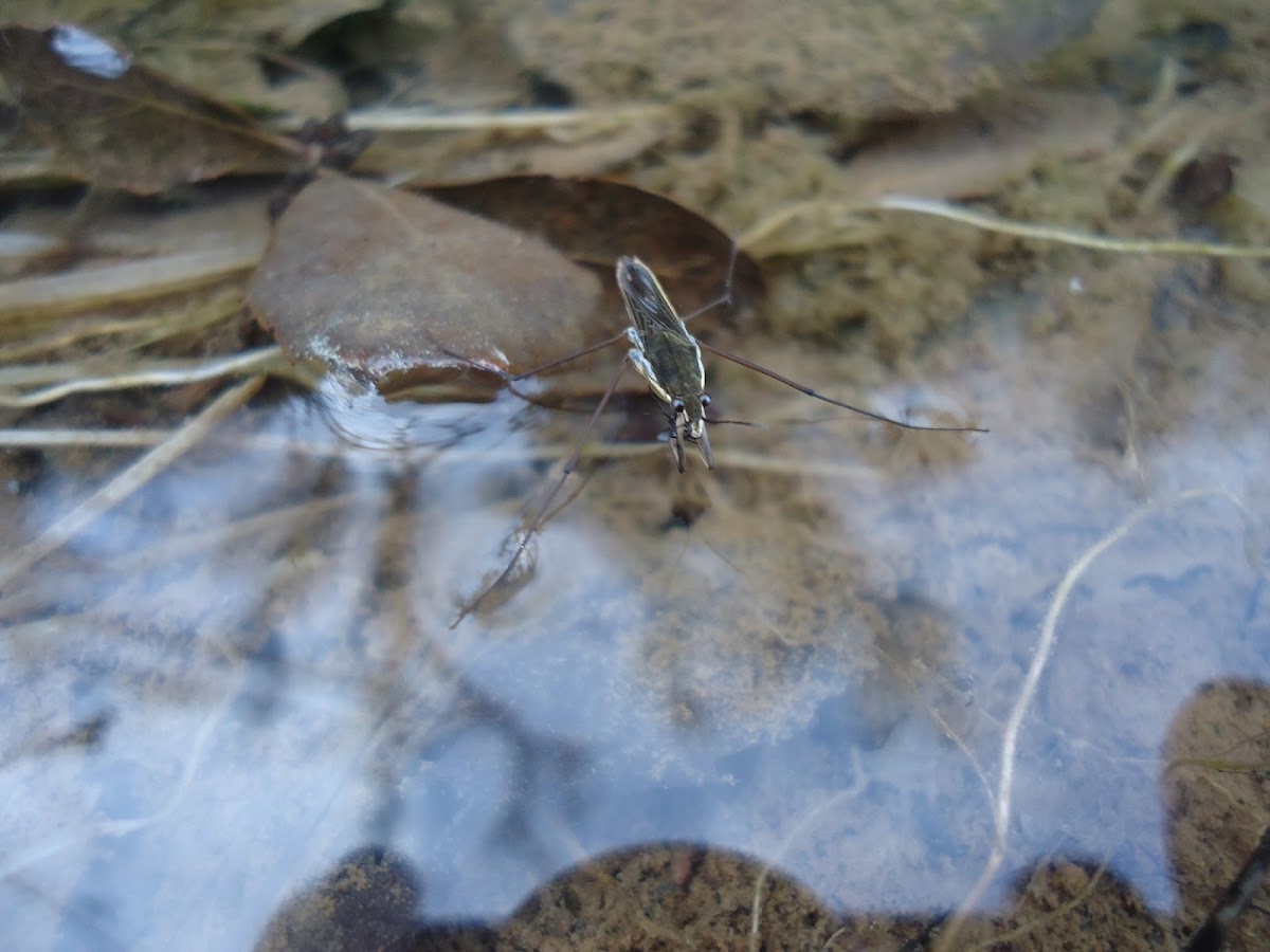 Common pond skater