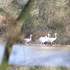 sandhill crane