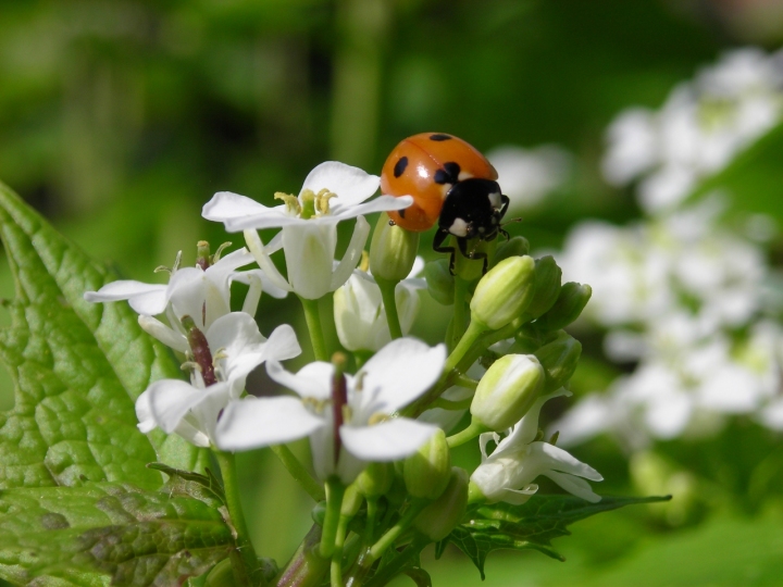 Coccinella curiosa di lele72