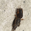 Mole Cricket