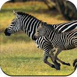 Cover Image of डाउनलोड Zebra Wallpaper 4K 1.03 APK
