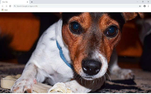 Jack Russel Terrier Wallpapers and New Tab