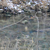 Mandarin Duck, Mandarinente (male)