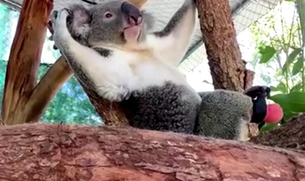 koala teeth