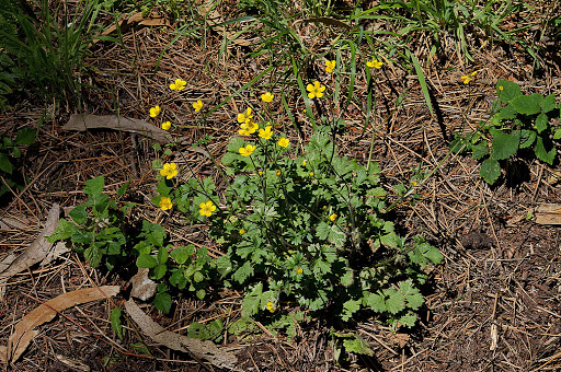 Ranunculus bulbosus