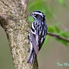 Black-and-White Warbler