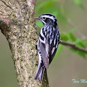 Black-and-White Warbler