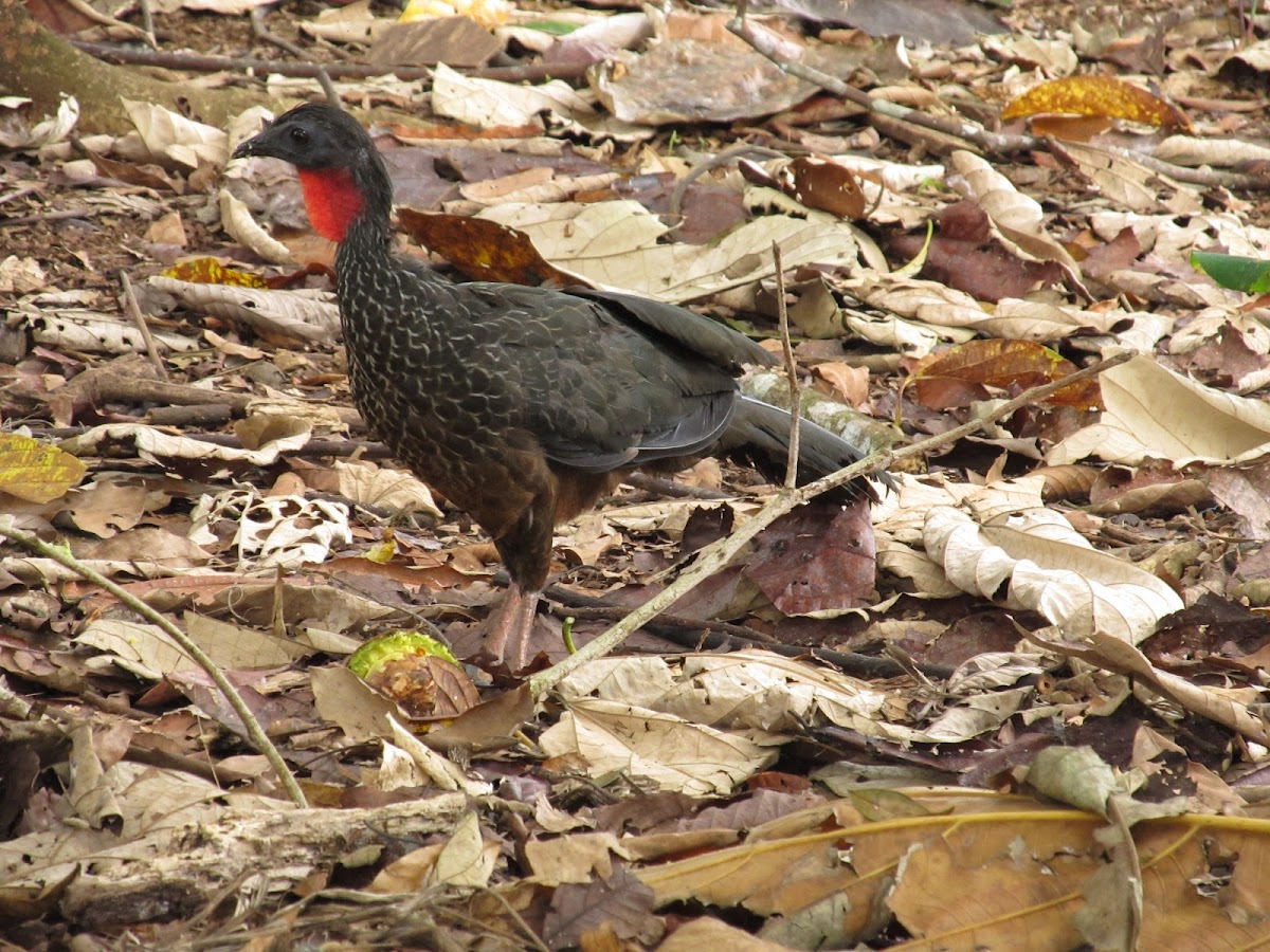 Spix's Guan