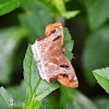 Chestnut Angle (Skipper)