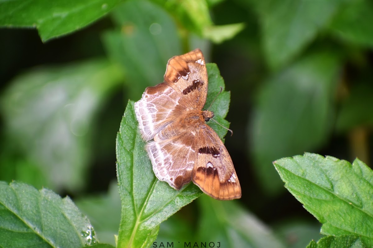 Chestnut Angle (Skipper)