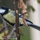 Great Tit; Carbonero Común