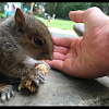 Grey Squirrel