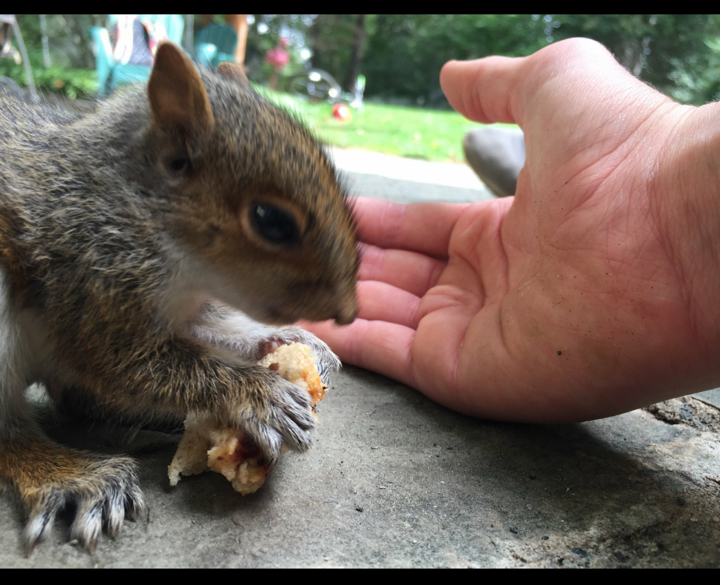 Grey Squirrel