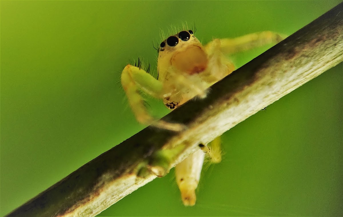 Jumping Spider