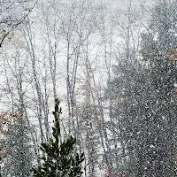 Bosco Innevato di 