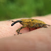 Lixus Weevil