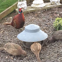 Pheasants