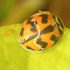 six-spotted zigzag ladybird 🐞