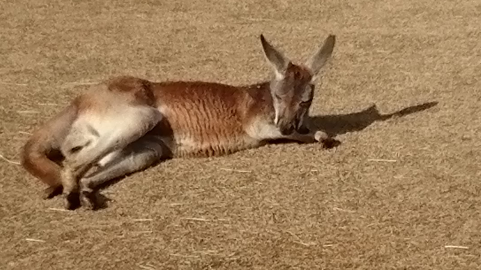 神戶動物王國