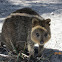 Quokka