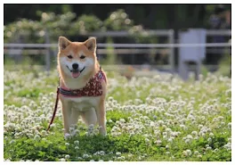 けものだんし。～わん～