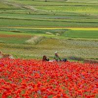 Guarda che i papaveri .... di Buttero59