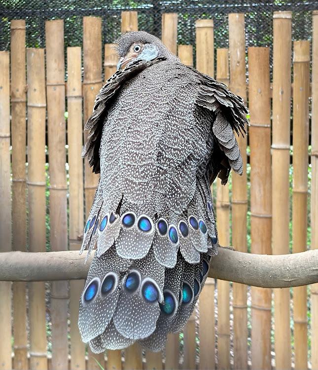 シビック(欧州HB)の７月もよろしくお願いいたします・皆様、いつもイイね!!＆コメありがとうございます・氷川神社⛩️・大宮小動物公園・梅雨の晴れ間に関するカスタム事例の投稿画像12枚目