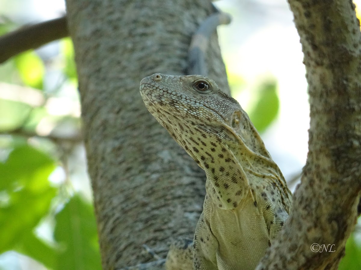 Iguana