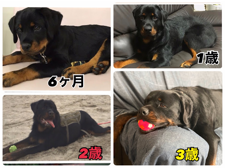 RAV4の新型RAV4・ハイブリッドアドベンチャー・犬とコラボ・GW・RAV4ハイブリッドに関するカスタム事例の投稿画像2枚目